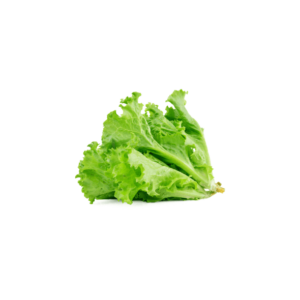 Fresh Green Leaf Lettuce